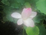 沖縄の蓮