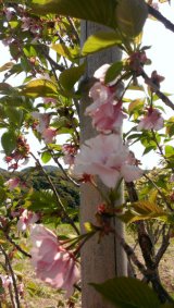 正観さんの「ありがとう桜」