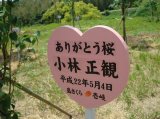 ありがとう桜