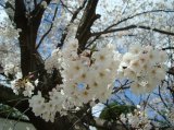 満開の桜