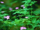 桜が散っても「さむか～」