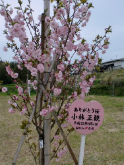 画像1: 壱岐「桜を愛でる旅」講演会CD 『メール便可』