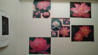 画像1: 蓮の花ラミネート