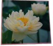 画像6: 蓮の花ラミネート (6)