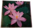 画像5: （限定6）蓮の花ラミネート (5)