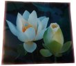 画像6: （限定6）蓮の花ラミネート (6)