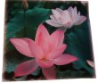 画像3: （限定6）蓮の花ラミネート (3)