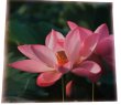 画像7: （限定6）蓮の花ラミネート (7)
