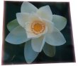 画像9: （限定6）蓮の花ラミネート (9)