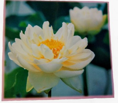 画像2: 蓮の花ラミネート