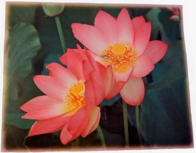 画像3: 蓮の花ラミネート