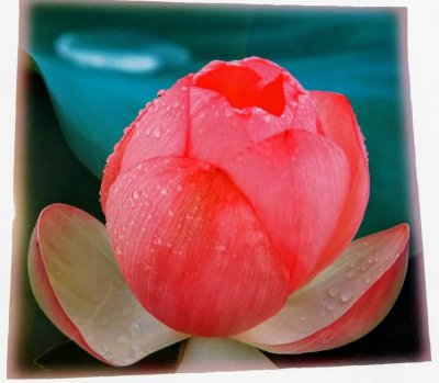 画像1: (限定4)蓮の花ラミネート