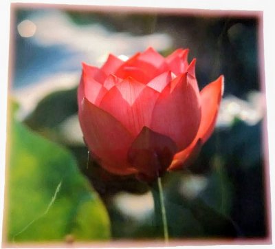 画像1: 蓮の花ラミネート