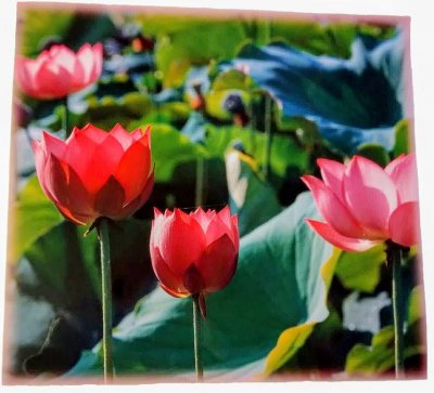 画像2: 蓮の花ラミネート