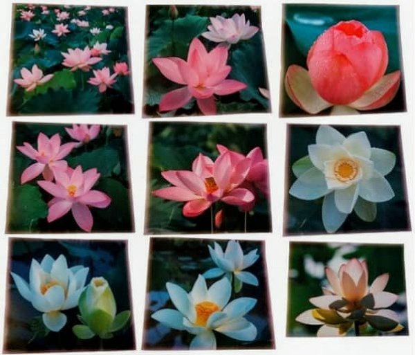 画像1: （限定4）蓮の花ラミネート (1)