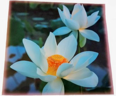 画像2: (限定4)蓮の花ラミネート