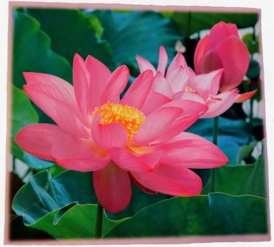 画像1: 蓮の花ラミネート