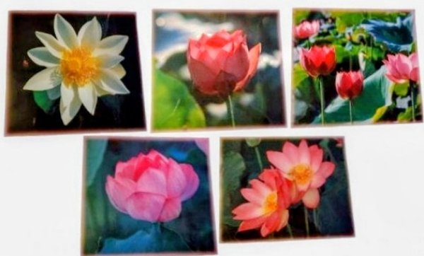 画像1: 蓮の花ラミネート (1)