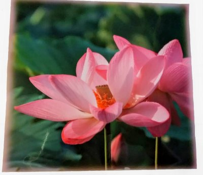 画像3: (限定4)蓮の花ラミネート