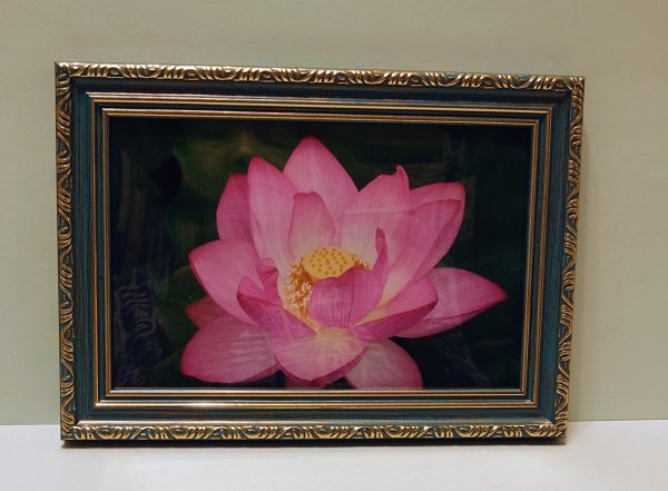 画像1: 【１点限り】額入り蓮の画像 (1)