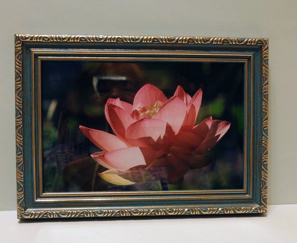 画像1: 【１点限り】額入り蓮の画像 (1)