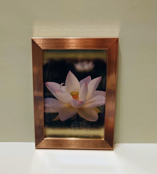 画像1: 【１点限り】額入り蓮の画像 (1)