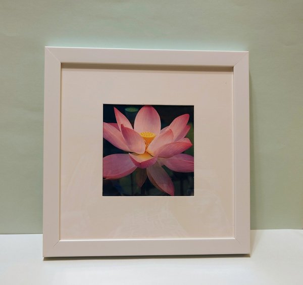 画像1: 【１点限り】額入り蓮の画像 (1)