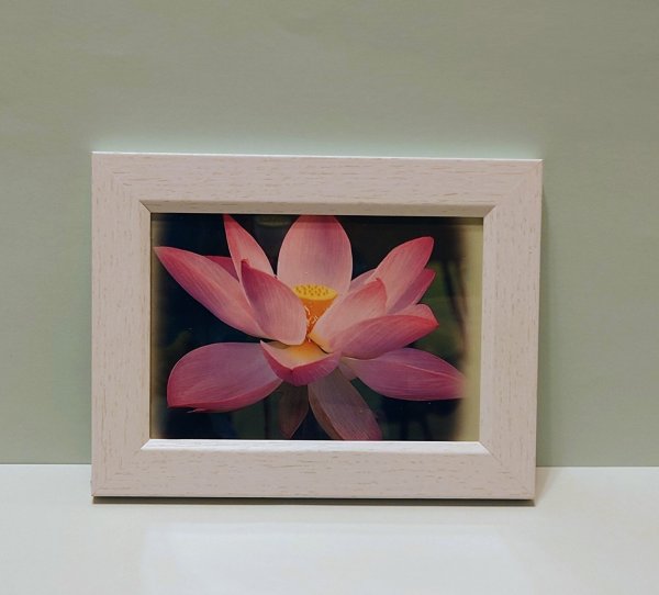 画像1: 【１点限り】額入り蓮の画像 (1)