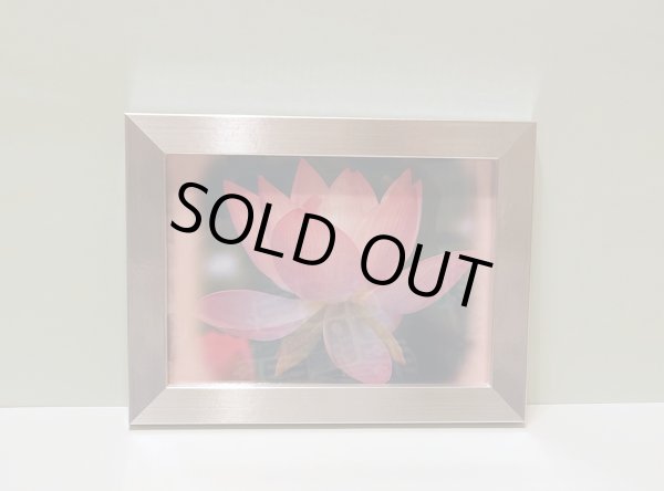 画像1: 【１点限り】額入り蓮の画像 (1)