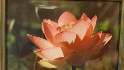 画像1: 【１点限り】額入り蓮の画像