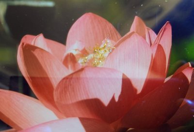 画像1: 【１点限り】額入り蓮の画像