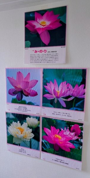 画像2: 【送料無料の特別提供品】正観さんの言葉入り蓮の花ラミネート (2)