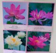 画像3: 【送料無料の特別提供品】正観さんの言葉入り蓮の花ラミネート (3)