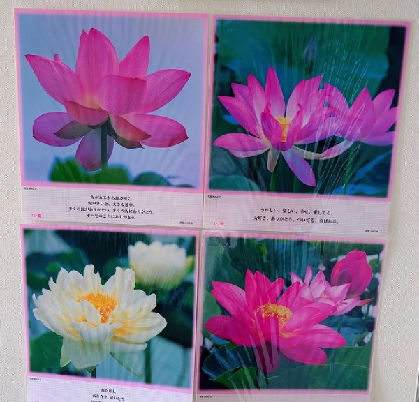 画像3: 【送料無料の特別提供品】正観さんの言葉入り蓮の花ラミネート (3)