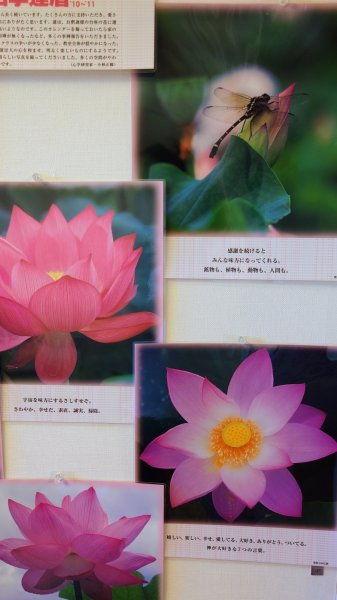 画像2: 【送料無料】蓮の花ラミネート（限定８セット） (2)