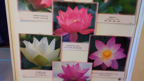 画像4: 【送料無料】蓮の花ラミネート（限定８セット） (4)