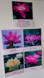 画像1: 【送料無料の特別提供品】正観さんの言葉入り蓮の花ラミネート (1)