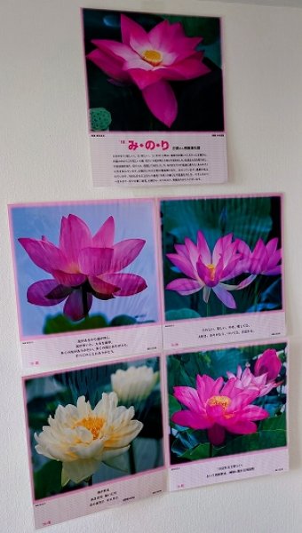 画像1: 【送料無料の特別提供品】正観さんの言葉入り蓮の花ラミネート (1)