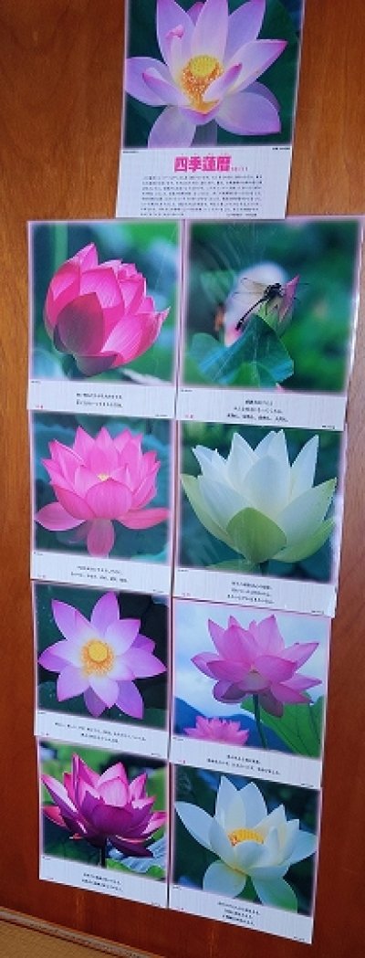 画像1: 【送料無料】正観さんの言葉入り蓮の花ラミネート:在庫1限り