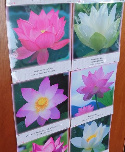 画像2: 【送料無料】正観さんの言葉入り蓮の花ラミネート:在庫1限り