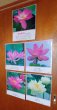 画像4: 【在庫3限り：送料無料の特別提供品】正観さんの言葉入り蓮の花ラミネート (4)