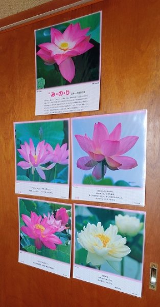 画像4: 【在庫3限り：送料無料の特別提供品】正観さんの言葉入り蓮の花ラミネート (4)