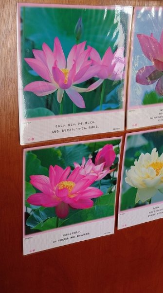 画像3: 【在庫3限り：送料無料の特別提供品】正観さんの言葉入り蓮の花ラミネート (3)