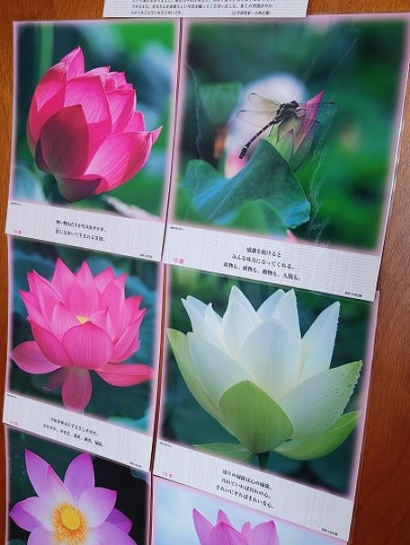 画像1: 【送料無料】正観さんの言葉入り蓮の花ラミネート：在庫1限り (1)