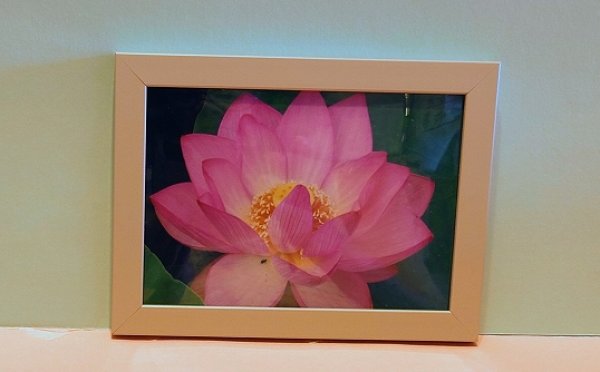 画像1: 【１点限り】ミニ額入り蓮の画像 (1)
