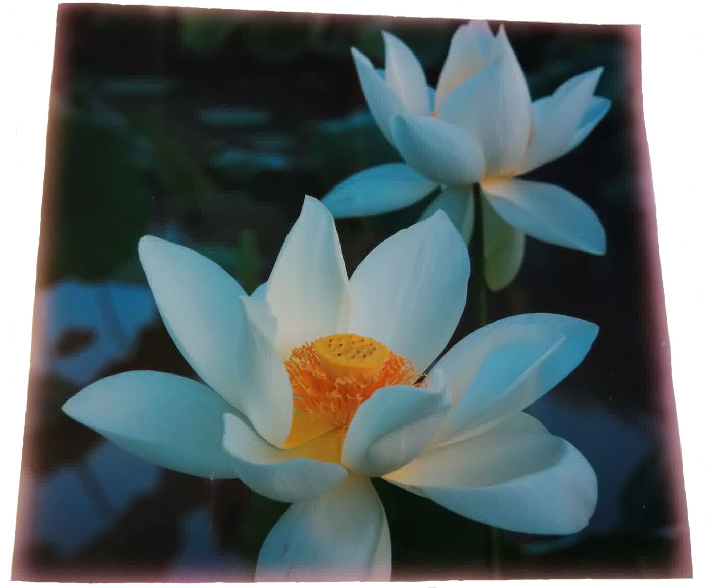 在庫限り限定1部 蓮の花ラミネート くれいん舎