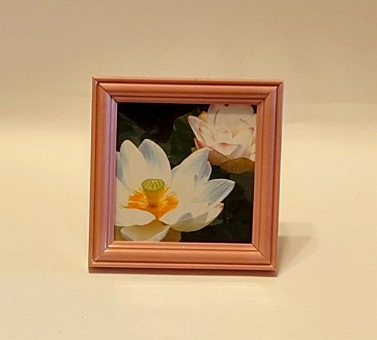 【１点限り】蓮の画像入額