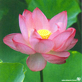 蓮華布　『メール便可』